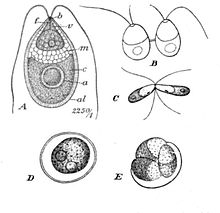 Dunaliella salina Teodor. A: Vegetative cell, B: Zoospores in cell division, C: Mating gametes, D: Ripe zygospore, E: Zygospore germination