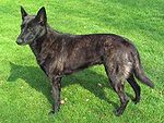Shorthaired Dutch Shepherd Dog