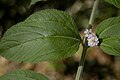 Erva cidreira (Verbenaceae)