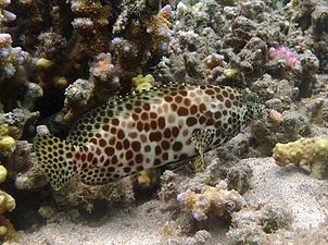 Un mérou étoile (Epinephelus merra).