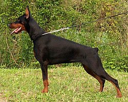 Мик Сент Джон 250px-European_Dobermann