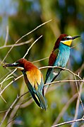 European bee-eaters owe their brilliant colours partly to diffraction grating microstructures in their feathers