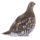 Falcipennis falcipennis (transparent bg).png