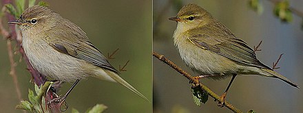 Sur la gauche un Pouillot véloce, de profil et tourné vers la gauche, et sur la droite un Pouillot fitis, de profil et tourné vers la gauche. Des flèches indiquent pour chacun des oiseaux la projection primaire, qui apparait plus courte sur l'oiseau de droite.