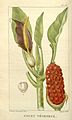 Planche botanique de 1827