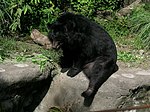 Formosan black bear Formosan Black Bear01.jpg