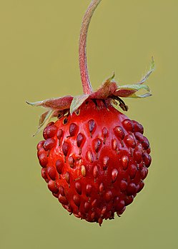 Une fraise des bois. (définition réelle 4 000 × 5 600)