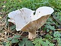 Leucopaxillus giganteus