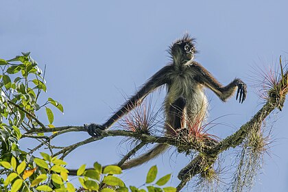Chápan středoamerický (Ateles geoffroyi) je opice obývající tropické deštné lesy a mangrovy Střední Ameriky
