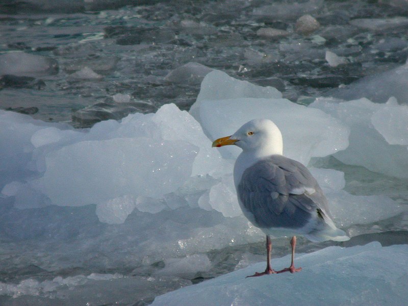 Ficheiro:Glacous Gull on ice.jpg