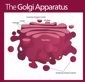 Golgi apparatus (standalone version)-en.svg