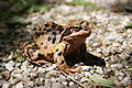 Weiblicher Grasfrosch