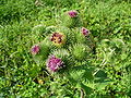 Arctium lappa