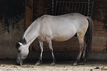 Cavallo di Heck