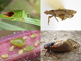 Сверху: Acanthosoma labiduroides (клопы), Xenophyes cascus (Coleorrhyncha); Снизу: настоящие тли (грудохоботные), Magicicada septendecim (цикадовые)