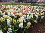 180px-Hyacinths_-_floriade_canberra.jpg