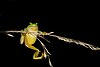 An Italian tree frog