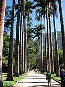 Avenida de palmeiras da especie Roystonea oleracea no Xardín Botánico de Río de Janeiro.