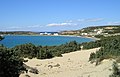 Juniperus macrocarpa na tipičnom pješčanom staništu, Paros, Grčka