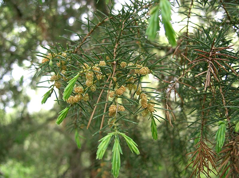 그림:Juniperus rigida5.jpg