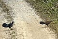 Kalij pheasant L.leucomelanos (Male and Female) from Jim Corbett National Park