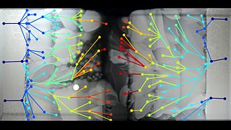 Файл:Kishony lab-The Evolution of Bacteria on a Mega-Plate.webm