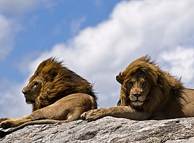 Масайские львы в парке Серенгети