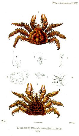 Phyllolithodes papillosus