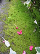 Musgos en el jardín botánico de Lushan.