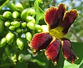 Markhamia zanzibarica[англ.]