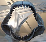 Modelo das mandíbulas do megalodonte no Museu Americano de História Natural