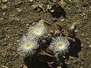 Mesembryanthemum crystallinum - Eispflanze PICT0026.jpg