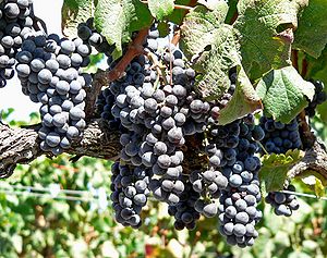 Napa Valley grapes 1