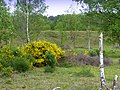 Natur pur am Niederrhein