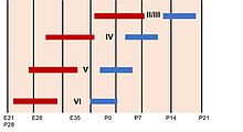 Neurogenesis is shown in red and lamination is shown in blue. Adapted from (Sur et al. 2001) Neurogenesis and Differentiation of Cortical Layers.jpg