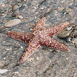 Pisaster ochraceaus (Asteroidea)