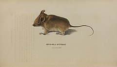 Description de l'image Ochrotomys nuttalli 1835 harlan Medical and physical researches.jpg.