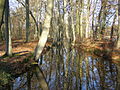 De Oelerbeek in november