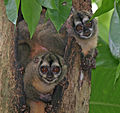 Panamanian night monkeys (Aotus zonalis) in Soberania National Park, Panama