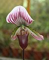 Paphiopedilum callosum *