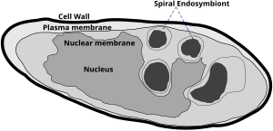 Parakaryon myojinensis drawing.svg