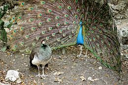 The peacock's elaborate plumage is mentioned by Darwin as an example of sexual selection, and is a classic example of Fisherian runaway, driven to its conspicuous size and coloration through mate choice by females over many generations. Pavo cristatus in Barbados Wildlife Reserve 12.jpg