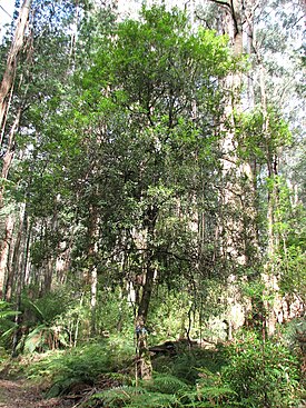 Persoonia arborea в лесу Тооланги