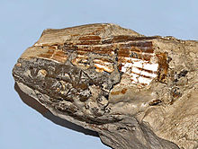 Pinnidae - Atrina pectinata.JPG