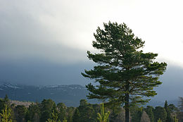 Erdeifenyő (Pinus sylvestris)