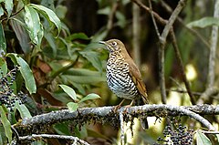 Description de l'image Plain-backed thrush, Mishmi Hills, Arunachal Pradesh, India.jpg.