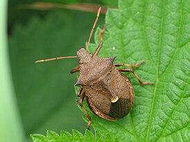 Picromerus bidens