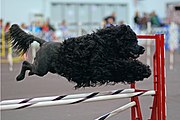 Portuguese Water Dogs are active and well-suited to many dog sports