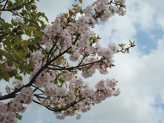 Japanse sierkers