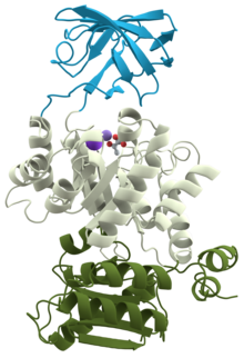 Pyruvate kinase protein domains.png